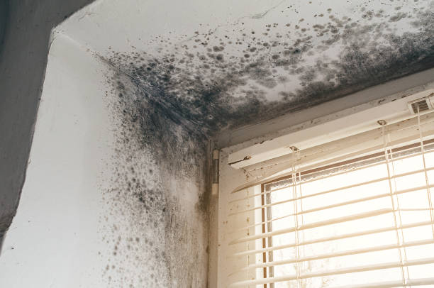 Affordable Mold Remediation solutions in Nutley, NJ